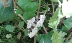 Xanthorhoe montanata