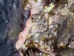 Chiton marmoratus