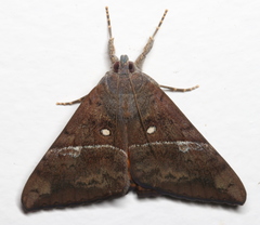 Oxyodes tricolor