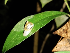 Simpulopsis