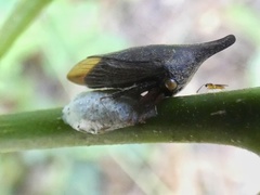 Calloconophora pinguis