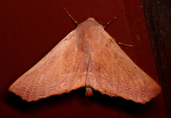 Monoctenia smerintharia