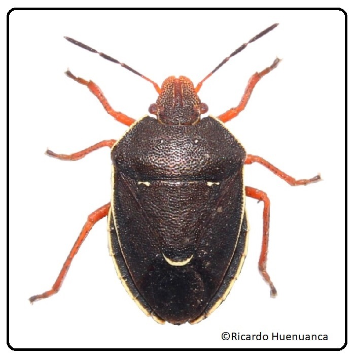 Neoacledra drogon