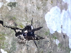 Corinninae