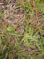 Spathalium audouinii