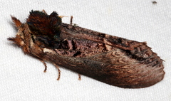 Hylaeora eucalypti