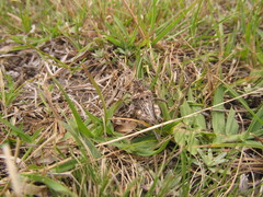 Spathalium audouinii