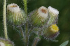 Erigeron variifolius