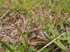 Spathalium audouinii