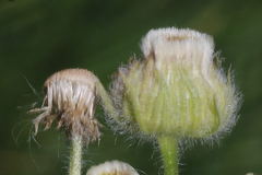Erigeron variifolius