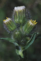 Erigeron variifolius