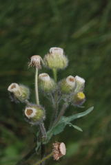 Erigeron variifolius