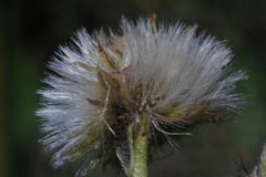 Erigeron variifolius