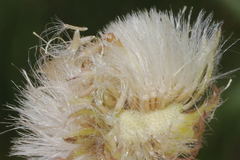 Erigeron variifolius