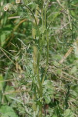 Erigeron variifolius