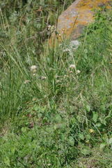 Erigeron variifolius