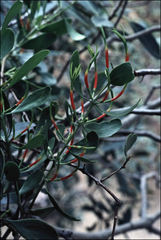 Lysiana spathulata
