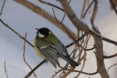 Parus major