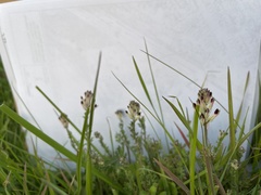 Fumaria capreolata capreolata