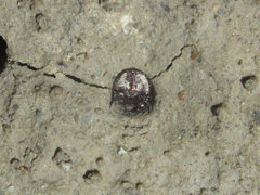 Cicindela duodecimguttata