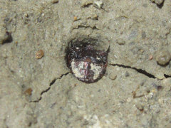 Cicindela duodecimguttata