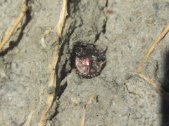 Cicindela duodecimguttata