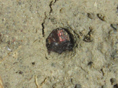 Cicindela duodecimguttata