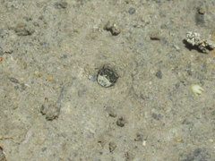 Cicindela duodecimguttata