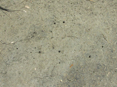 Cicindela duodecimguttata