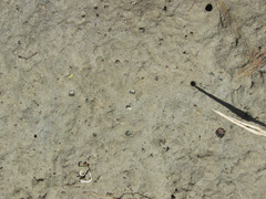 Cicindela duodecimguttata