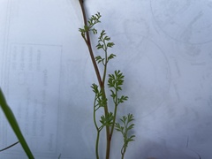 Fumaria capreolata capreolata