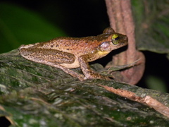 Osteocephalus taurinus