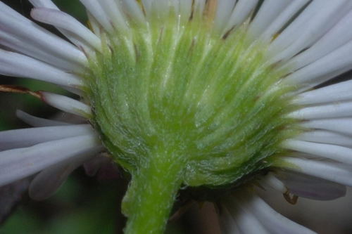 Erigeron karvinskianus