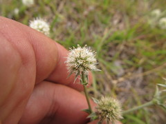 Eryngium nudicaule