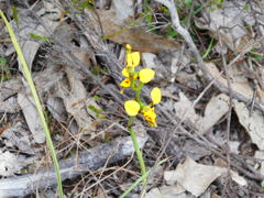 Diuris chrysantha