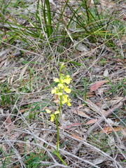 Diuris abbreviata