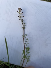 Fumaria capreolata capreolata