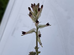 Fumaria capreolata capreolata