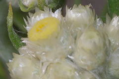 Pseudognaphalium viscosum