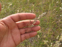 Leptocoryphium lanatum