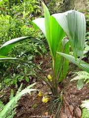 Molineria capitulata