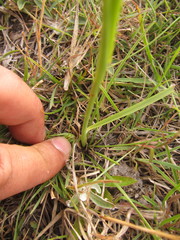 Leptocoryphium lanatum