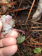 Heuchera