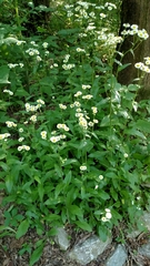 Erigeron philadelphicus
