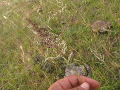 Leptocoryphium lanatum