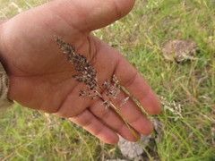 Leptocoryphium lanatum