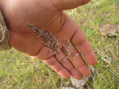 Leptocoryphium lanatum