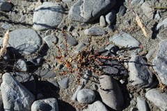 Epilobium microphyllum
