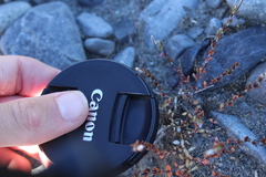 Epilobium microphyllum