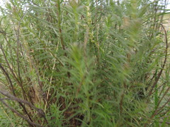 Baccharis coridifolia